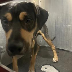 Shelter Stray Male Dog last seen Near BLOCK OF FRESNO, 4710 TX-151, San Antonio, TX 78227, USA
