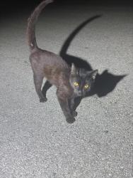 Shelter Stray Male Cat last seen DOUBLE STIRRUP, 4710 TX-151, San Antonio, TX 78227, USA