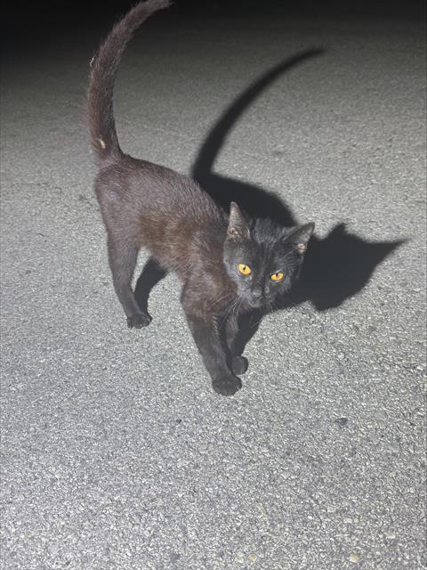 Shelter Stray Male Cat last seen DOUBLE STIRRUP, 4710 TX-151, San Antonio, TX 78227, USA
