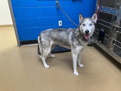 Shelter Stray Female Dog last seen WEST ALTON, 4850 Mid Rivers Mall Dr, St Peters, MO 63376, USA