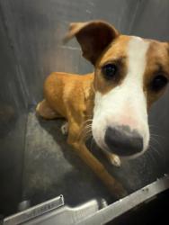 Shelter Stray Female Dog last seen Near BLOCK OF FRESNO, 4710 TX-151, San Antonio, TX 78227, USA