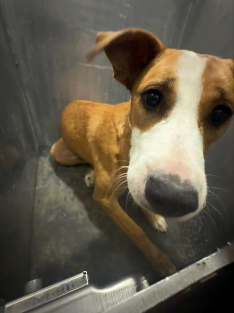 Shelter Stray Female Dog last seen Near BLOCK OF FRESNO, 4710 TX-151, San Antonio, TX 78227, USA