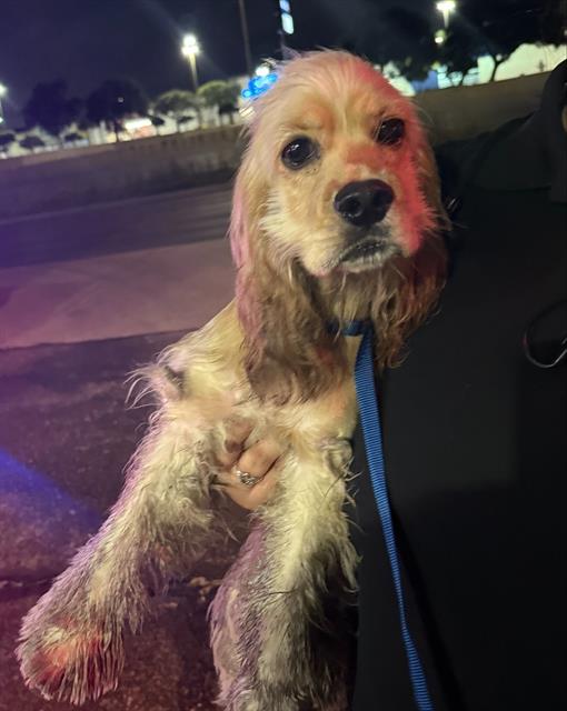 Shelter Stray Female Dog last seen NW LOOP 410, 4710 TX-151, San Antonio, TX 78227, USA