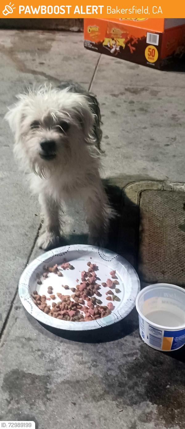 Found/Stray Unknown Dog last seen Just South of Kentucky , Bakersfield, CA 93305
