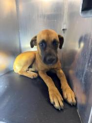 Shelter Stray Female Dog last seen NEW BRAUNFELS, 4710 TX-151, San Antonio, TX 78227, USA