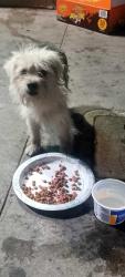 Found/Stray Unknown Dog last seen Just South of Kentucky , Bakersfield, CA 93305