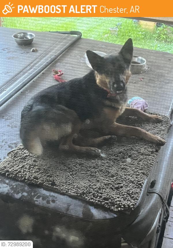 Found/Stray Male Dog last seen Near brown street, Chester, AR 72934