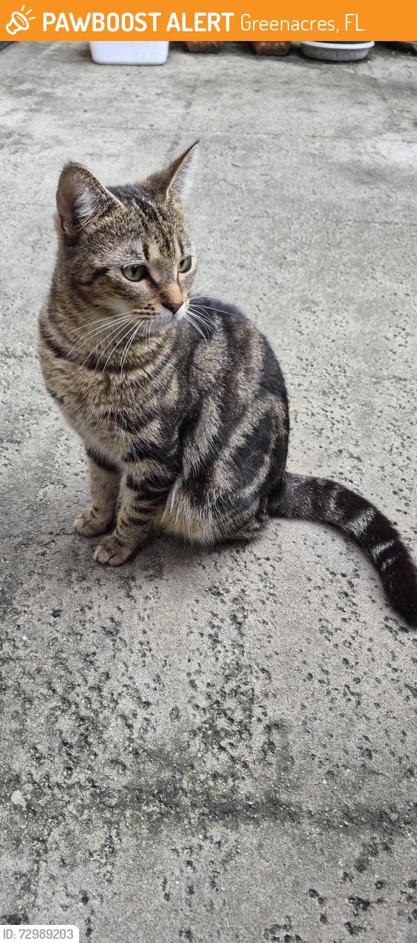 Found/Stray Female Cat last seen Lake Worth Road & 57th Avenue, Greenacres, FL 33463