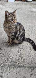 Found/Stray Female Cat last seen Lake Worth Road & 57th Avenue, Greenacres, FL 33463