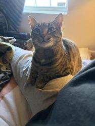 Lost Female Cat last seen Fairview avenue , Enfield, CT 06082