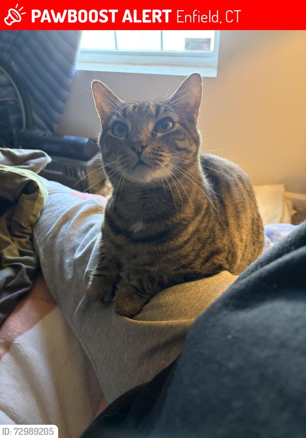 Lost Female Cat last seen Fairview avenue , Enfield, CT 06082