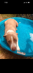 Reunited Female Dog last seen New territories neighborhood , San Antonio, TX 78250