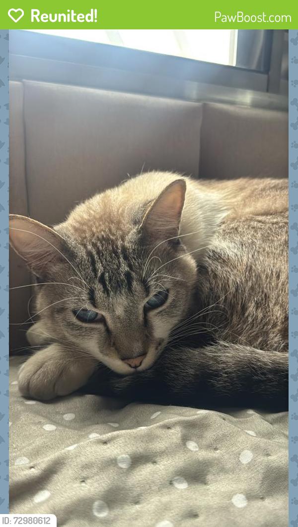 Reunited Male Cat last seen Rua Doutor Teixeira de Aragao, Vila Primavera, SP 02801-020