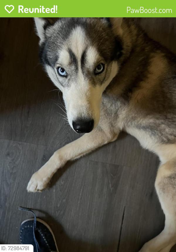 Reunited Male Dog last seen In the neighborhood around the address 605 Colorado Court 10pm to 11 pm, Gastonia, NC 28056
