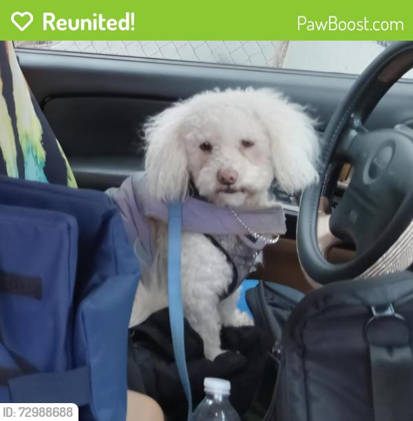 Reunited Male Dog last seen Mac bid, Warren, OH 44485