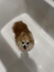 Reunited Female Dog last seen Near W Broadway Rd, Tolleson, AZ 85353
