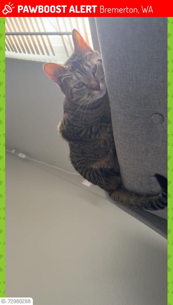 Lost Female Cat last seen Bayview DR W/Charleston Beach RD W, Bremerton, WA 98312