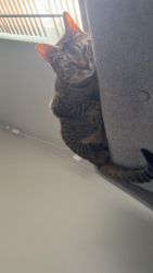 Lost Female Cat last seen Bayview DR W/Charleston Beach RD W, Bremerton, WA 98312
