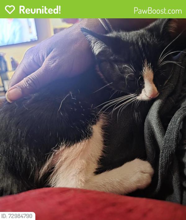 Reunited Female Cat last seen On alcantarra blvd, Port St. Lucie, FL 34953