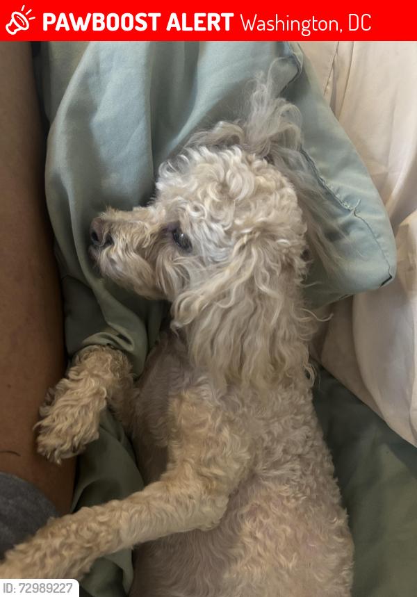 Lost Male Dog last seen Harvard, Washington, DC 20009