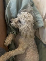 Lost Male Dog last seen Harvard, Washington, DC 20009