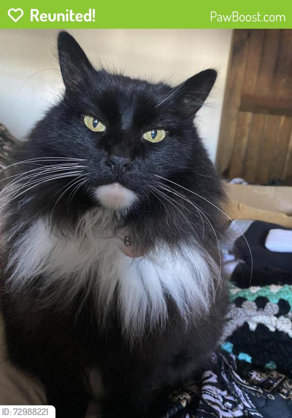 Reunited Male Cat last seen 4th Street and Donax Ave, Imperial Beach, CA 91932