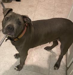 Lost Female Dog last seen Hughey Road/Grandview Road , Hughey Rd, NC 28701
