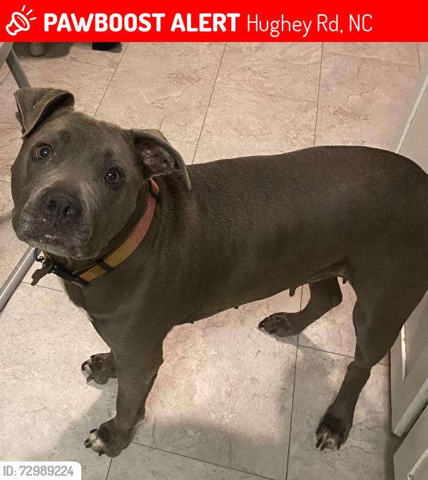 Lost Female Dog last seen Hughey Road/Grandview Road , Hughey Rd, NC 28701