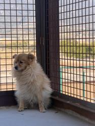 Found/Stray Male Dog last seen Glen Helen Regional Park, San Bernardino, CA 92407
