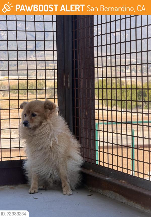 Found/Stray Male Dog last seen Glen Helen Regional Park, San Bernardino, CA 92407