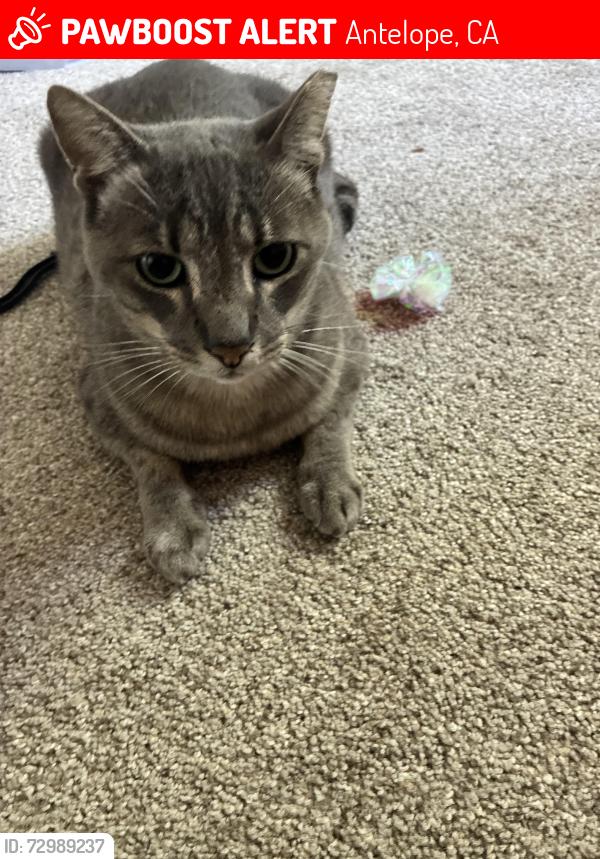 Lost Male Cat last seen Near shandwick drive, Antelope, CA 95843
