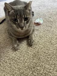 Lost Male Cat last seen Near shandwick drive, Antelope, CA 95843