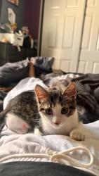 Reunited Female Cat last seen arville & robindale, Las Vegas, NV 89139