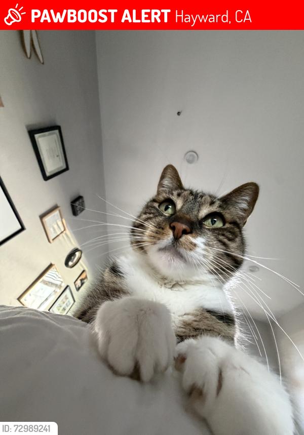 Lost Female Cat last seen Reed way, Hayward, CA 94541