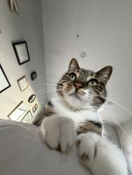 Lost Female Cat last seen Reed way, Hayward, CA 94541
