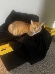 Lost Female Cat last seen Town Creek Subdivision , Fairburn, GA 30213