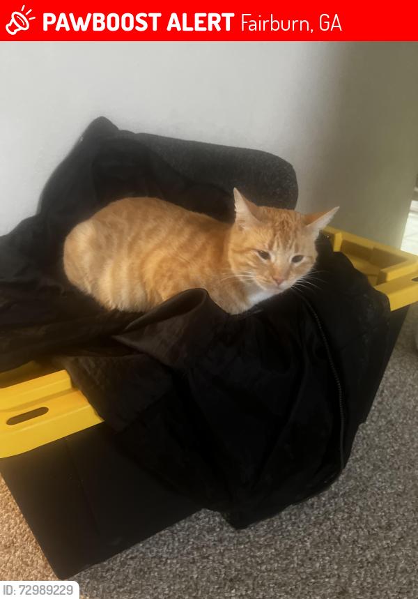 Lost Female Cat last seen Town Creek Subdivision , Fairburn, GA 30213