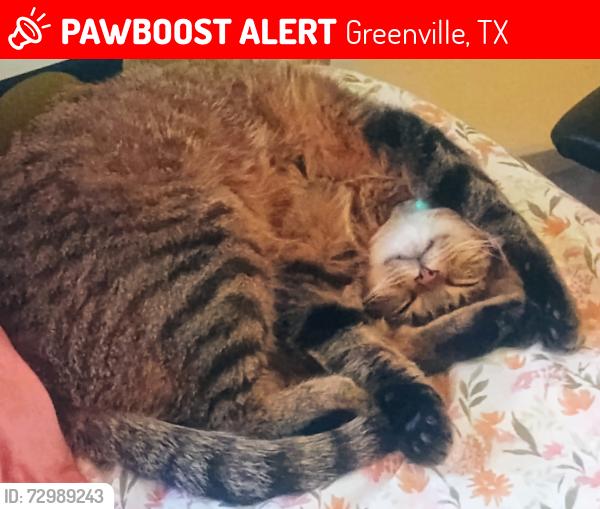 Lost Female Cat last seen Park St and 7th Street, she also roams on Cornelia St  and O'Neal street, Greenville, TX 75401