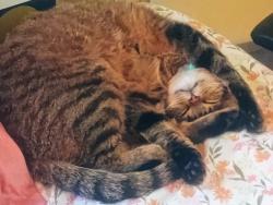 Lost Female Cat last seen Park St and 7th Street, she also roams on Cornelia St  and O'Neal street, Greenville, TX 75401