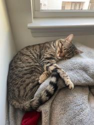 Reunited Female Cat last seen S Mur-Len, Olathe, KS 66062