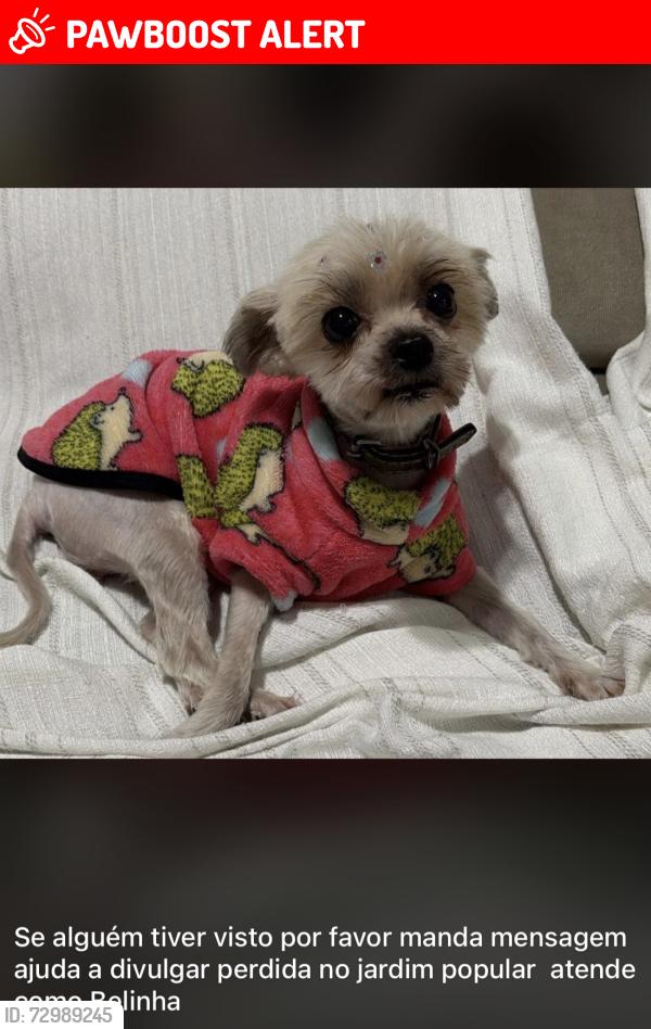 Lost Female Dog last seen Rua shangai 502, Jardim Popular, SP 03674-100