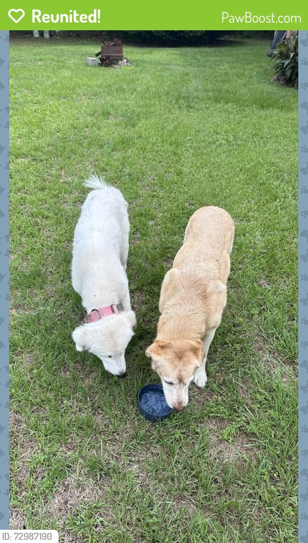 Reunited Unknown Dog last seen Ashely Dr and Reservation Rd, Ashley Heights, NC 28315