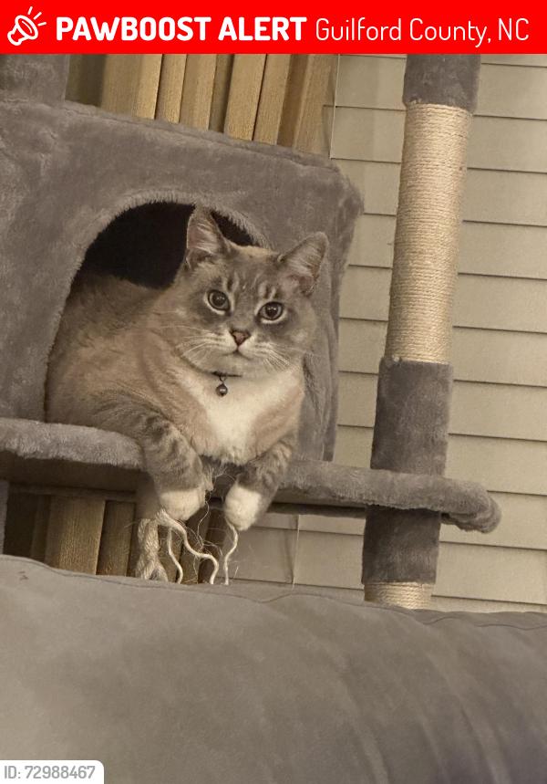 Lost Male Cat last seen Warner Rd and Haw River Rd., Guilford County, NC 27284