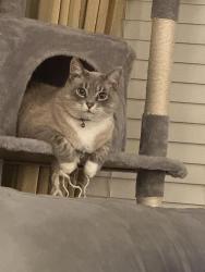Lost Male Cat last seen Warner Rd and Haw River Rd., Guilford County, NC 27284