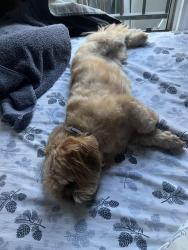 Reunited Male Dog last seen Near n cedar ave, Inglewood, CA 90301