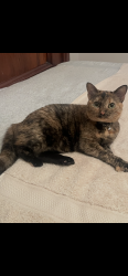 Lost Female Cat last seen Heather Hills , Winston-Salem, NC 27127
