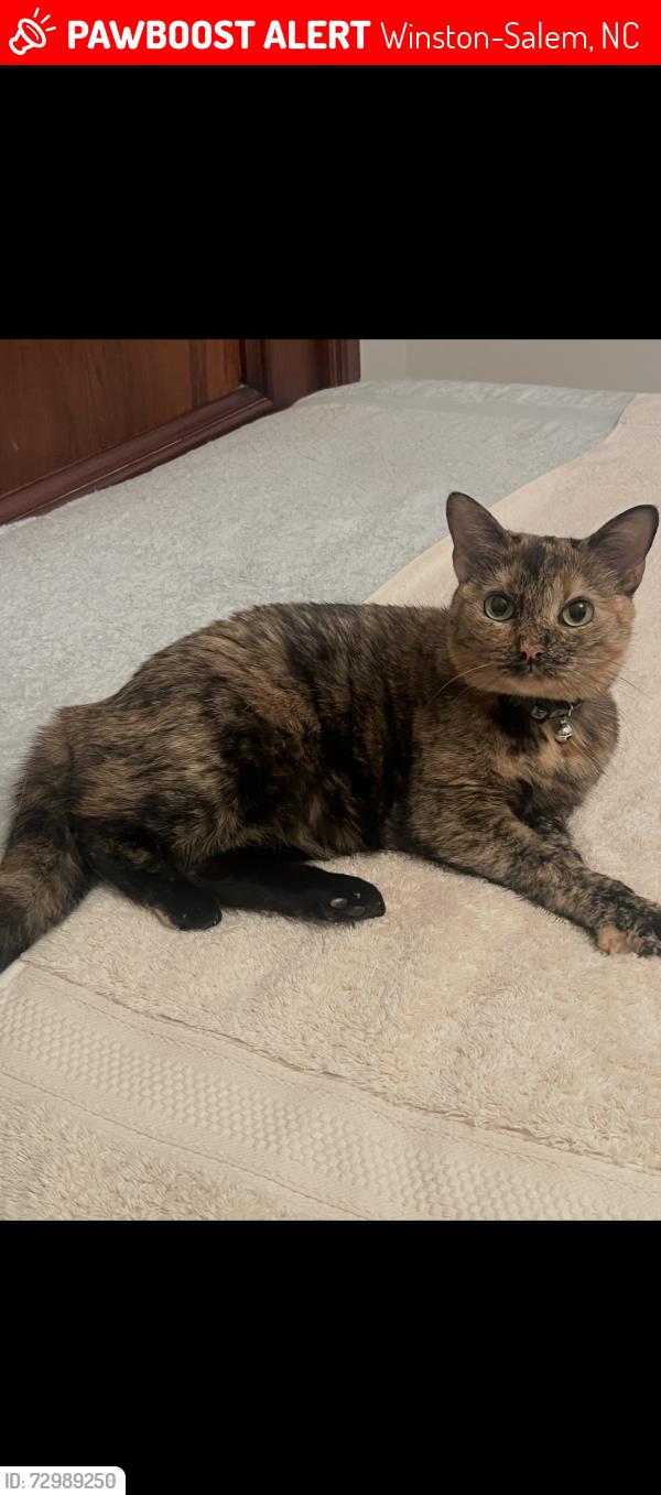 Lost Female Cat last seen Heather Hills , Winston-Salem, NC 27127