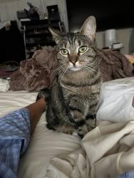 Lost Female Cat last seen Near NW 85th DR, Coral Springs, FL 33071, Coral Springs, FL 33065