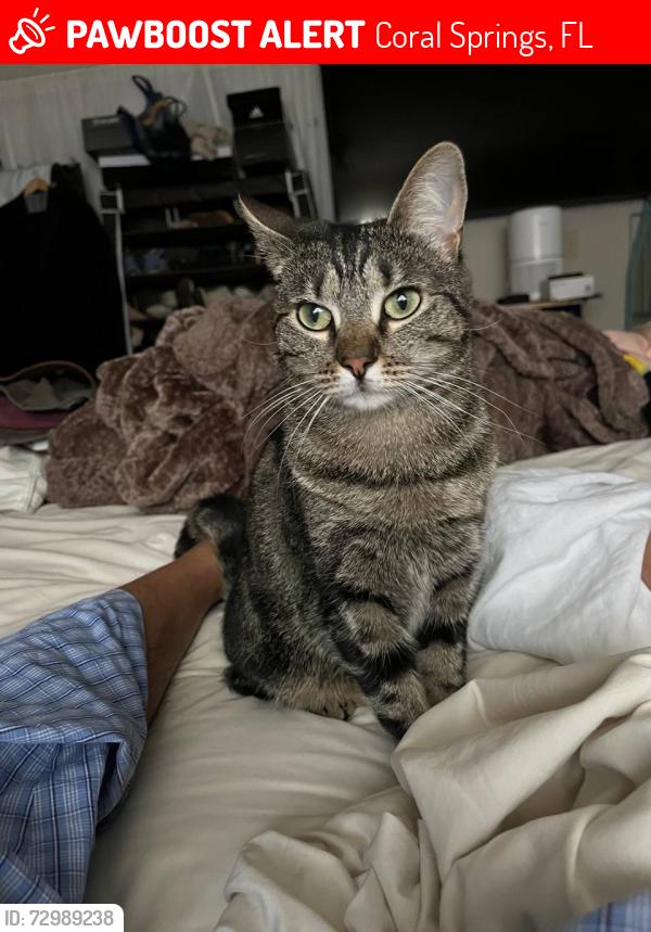 Lost Female Cat last seen Near NW 85th DR, Coral Springs, FL 33071, Coral Springs, FL 33065