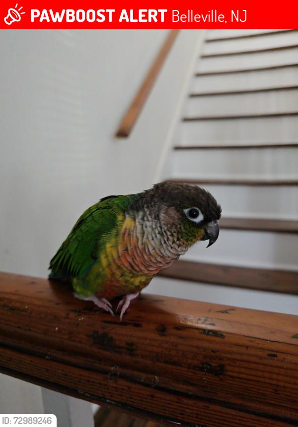Lost Male Bird last seen Ralph Street, Atlantic Uniform, Signature Gym, , Belleville, NJ 07109